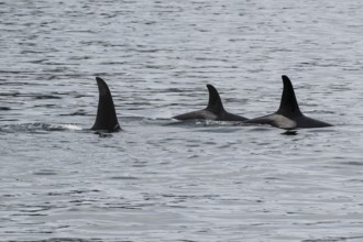 Orcas (Orcinus orca), Kenai Fjords National Park, Alaska, USA