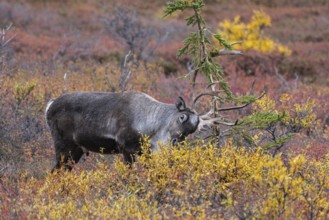 Caribou (Rangifer tarandus) in autumnal tundra, Denali National Park, Alaska, USA