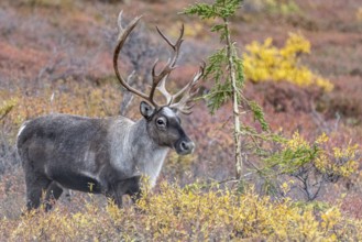 Caribou (Rangifer tarandus) in autumnal tundra, Denali National Park, Alaska, USA