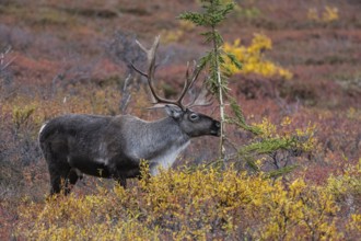 Caribou (Rangifer tarandus) in autumnal tundra, Denali National Park, Alaska, USA