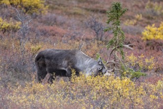Caribou (Rangifer tarandus) in autumnal tundra, Denali National Park, Alaska, USA