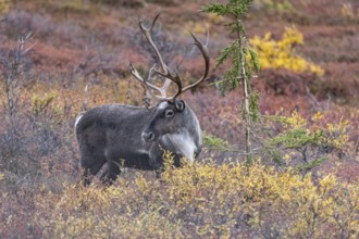 Caribou (Rangifer tarandus) in autumnal tundra, Denali National Park, Alaska, USA