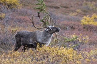 Caribou (Rangifer tarandus) in autumnal tundra, Denali National Park, Alaska, USA