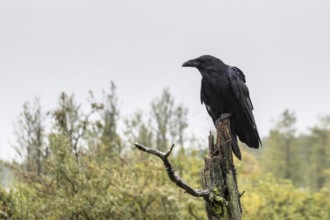 Common Raven (Corvus corax), Alaska, USA