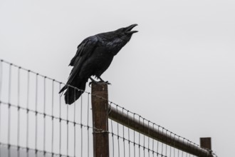 Common Raven (Corvus corax), Alaska, USA