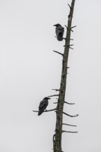 Common ravens (Corvus corax), Alaska, USA