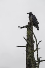 Common Raven (Corvus corax), Alaska, USA