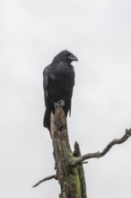 Common Raven (Corvus corax), Alaska, USA