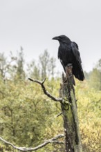 Common Raven (Corvus corax), Alaska, USA