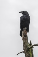 Common Raven (Corvus corax), Alaska, USA