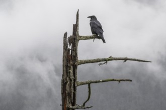 Common Raven (Corvus corax), Alaska, USA