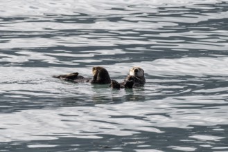 Sea otter (Enhydra lutris), Kenai National Park, Alaska, USA