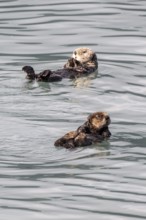 Sea otter (Enhydra lutris), Kenai National Park, Alaska, USA