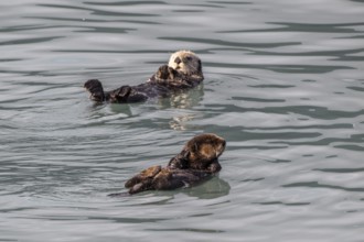Sea otter (Enhydra lutris), Kenai National Park, Alaska, USA