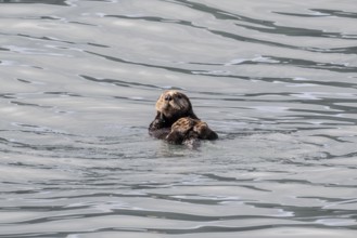 Sea otter (Enhydra lutris), Kenai National Park, Alaska, USA