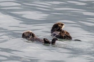 Sea otter (Enhydra lutris), Kenai National Park, Alaska, USA