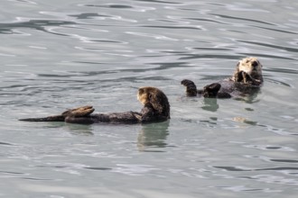 Sea otter (Enhydra lutris), Kenai National Park, Alaska, USA