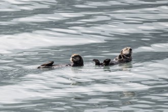 Sea otter (Enhydra lutris), Kenai National Park, Alaska, USA