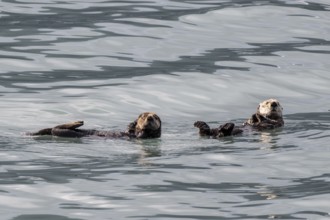 Sea otter (Enhydra lutris), Kenai National Park, Alaska, USA