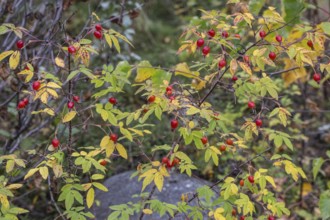 Needle rose (Rosa acicularis), rose hips, autumn leaves, Alaska, USA
