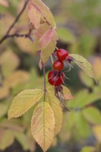 Needle rose (Rosa acicularis), rose hips, autumn leaves, Alaska, USA