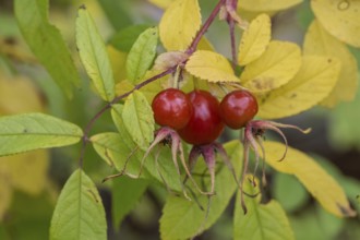 Needle rose (Rosa acicularis), rose hips, autumn leaves, Alaska, USA