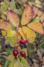 Needle rose (Rosa acicularis), rose hips, autumn leaves, Alaska, USA
