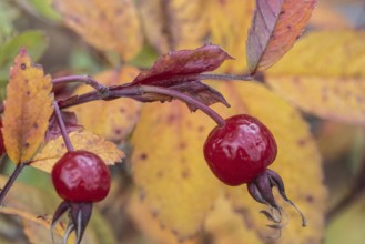 Needle rose (Rosa acicularis), rose hips, autumn leaves, Alaska, USA