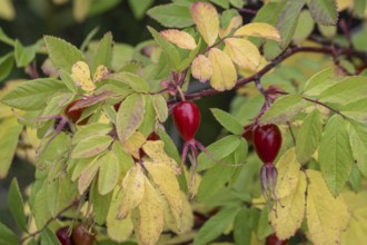 Needle rose (Rosa acicularis), rose hips, autumn leaves, Alaska, USA