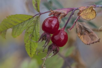 Needle rose (Rosa acicularis), rose hips, autumn leaves, Alaska, USA