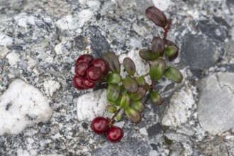 Lingonberry (Vaccinium vitis-idaea), fruit, Alaska, USA
