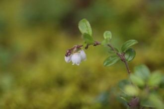 Lingonberry (Vaccinium vitis-idaea), flower, Alaska, USA