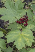 Devil's Club, hedgehog orchid (Oplopanax horridus), Alaska, USA