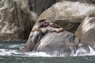 Steller sea lions (Eumetopias jubatus), Glacier Bay, Alaska, USA