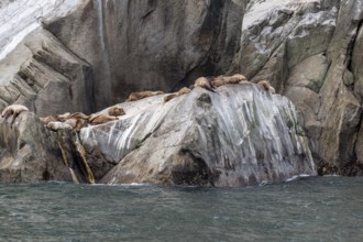 Steller sea lions (Eumetopias jubatus), Glacier Bay, Alaska, USA
