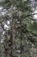 Sitka spruce (Picea sitchensis) covered with lichens and mosses, Juneau, Alaska, USA