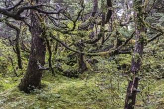 Sitka spruce (Picea sitchensis) covered with lichens and mosses, Juneau, Alaska, USA