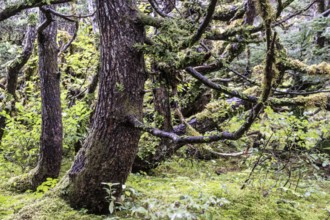 Sitka spruce (Picea sitchensis) covered with lichens and mosses, Juneau, Alaska, USA