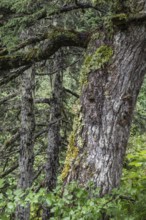 Sitka spruce (Picea sitchensis) covered with lichens and mosses, Juneau, Alaska, USA