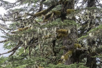 Sitka spruce (Picea sitchensis) covered with lichens and mosses, Juneau, Alaska, USA