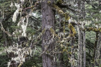 Sitka spruce (Picea sitchensis) covered with lichens and mosses, Juneau, Alaska, USA