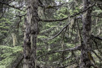 Sitka spruce (Picea sitchensis) covered with lichens and mosses, Juneau, Alaska, USA