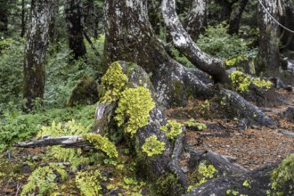 Sitka spruce (Picea sitchensis) covered with lichens and mosses, Juneau, Alaska, USA