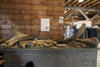 Mammoth bone (Mammuthus) and tusk, Fairbanks, Alaska, USA