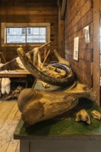 Mammoth bone (Mammuthus) and tusk, Fairbanks, Alaska, USA