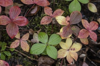 Canadian dogwood (Cornus canadensis) in autumn foliage, Alaska, USA