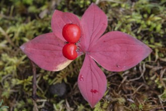 Canadian dogwood (Cornus canadensis) in autumn foliage, Alaska, USA