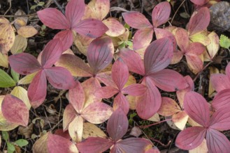Canadian dogwood (Cornus canadensis) in autumn foliage, Alaska, USA