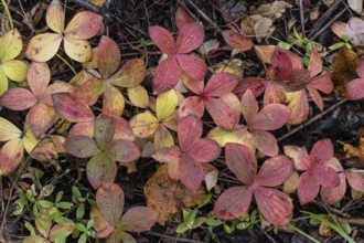 Canadian dogwood (Cornus canadensis) in autumn foliage, Alaska, USA