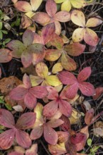 Canadian dogwood (Cornus canadensis) in autumn foliage, Alaska, USA